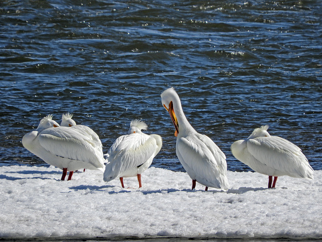 American White Pelicans, Nikon Coolpix B700