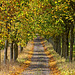 Autumnal Avenue