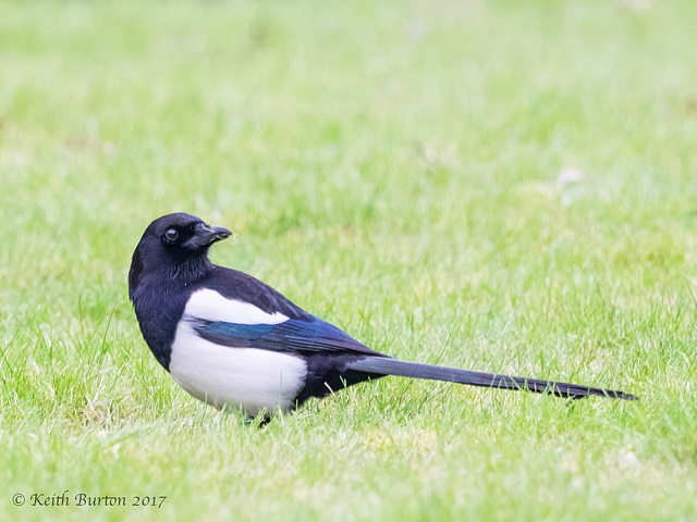 One for sorrow.......................