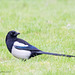 One for sorrow.......................