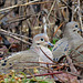 Mourning Doves