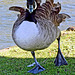 Warminster Park ~ Canada Goose