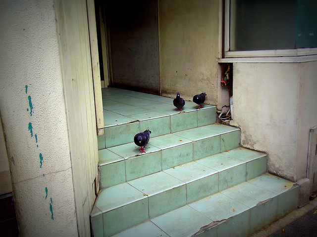 Pigeon entrance