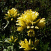 Gentiana jaune = Gentiana lutea, Pyrénées (Espagne)