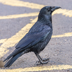 Country [Park] Crow [1]