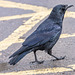 Country [Park] Crow [3]