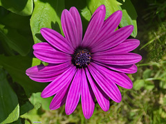 DSC 0491ac Purple Daisie Flowering Alone at Home