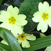 Some of the primroses