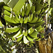 Banana Plant – Doka Estate, San Luis de Sabanilla, Alajuela Province, Costa Rica