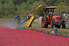Coralling the cranberries