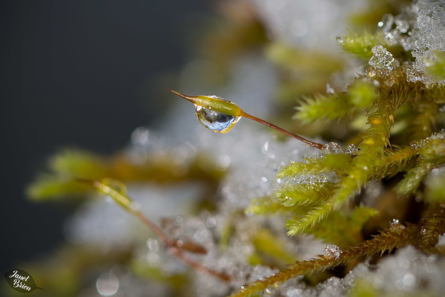 Melting Snow on Sporophyte (+3 insets!)