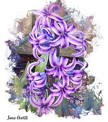 Dwarf Hyacinth