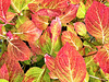 Herbstfarben der Hortensienblätter  (pip)