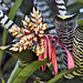 Zebra Bromeliad – Conservatory of Flowers, Golden Gate Park, San Francisco, California