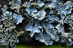 Luscious Little Lichen Landscapes!!