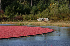 Corralled cranberries