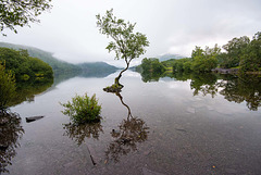 The one tree, Lake Padarn