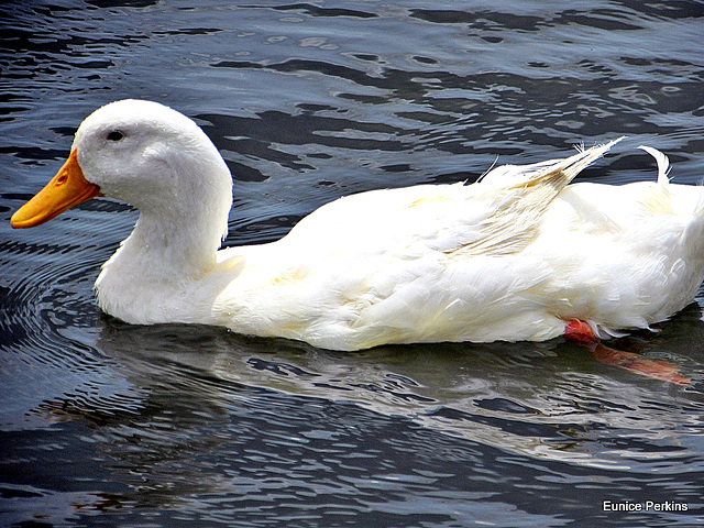 White, Duck