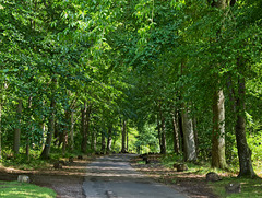 Tree-lined Avenue