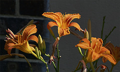 Three daylilies in the sunlight