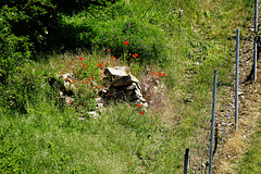 Der Rest eines Weinbergs - The remains of a vineyard - HFF