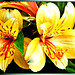 Feuer-Lilie (Lilium bulbiferum) ©UdoSm