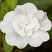 July 13: white flower (Calibrachoa)