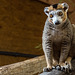 20160812 2136VRAw [D~ST] Großer Bambuslemur (Prolemur simus), Zoo Rheine