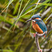 Eisvogel - Kingfisher - Alcedo atthis