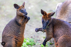 What would be Australia without kangaroos?