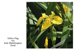 Yellow Flag Iris - East Blatchington Pond - 6.6.2015