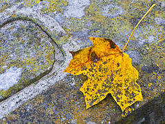 Autumn Leaf and Lichen
