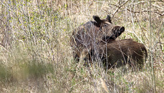 Sangliers - Wild boar