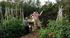 scarecrow project