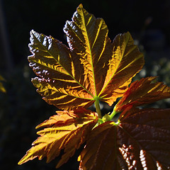 Backlit Sycamore Leaf