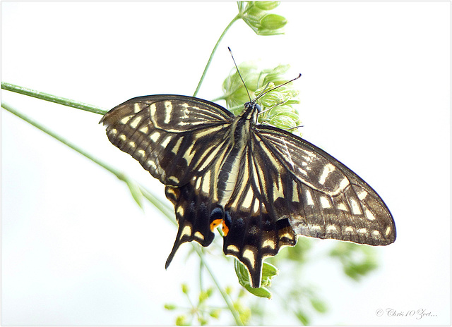 Asian swallowtail, Chinese yellow swallowtail or Xuthus swallowtail ~ Chinese gele page (Papilio xuthus)...