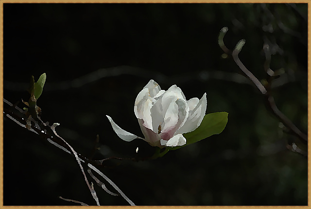 Magnolia  ~ concept of a painter
