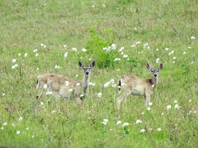 Day 5, White-tailed Deer, King Ranch