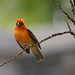 Mauritius Vogel DSC08568