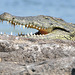 Crocodile - Chobe river