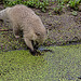 20160812 2141VRAw [D~ST]  Südamerikanischer Nasenbär (Nasua nasua), Zoo Rheine