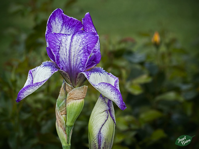 342/366: Bearded Iris Blossom