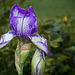 342/366: Bearded Iris Blossom
