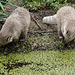 20160812 2142VRAw [D~ST] Südamerikanischer Nasenbär (Nasua nasua), Zoo Rheine