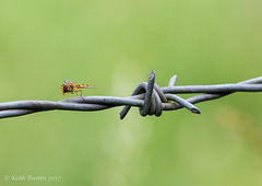 Hoverfly on Barbed Wire