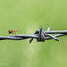 Hoverfly on Barbed Wire