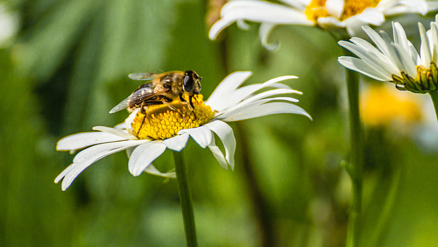 Daisy, Honey Bee Mimic
