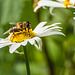 Daisy, Honey Bee Mimic