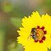 Bee on Coreopsis Flower