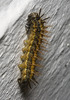 IMG 0313 Caterpillar-2